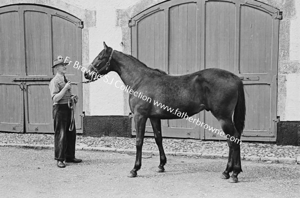 ROCKINGHAM HOUSE   'PANORAMA' COLT